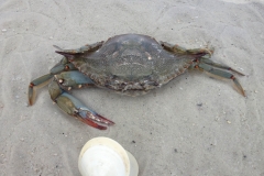 Sanibel Island Sundial Resort - Crab