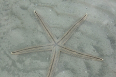 Sanibel Island Sundial Resort -Star Fish